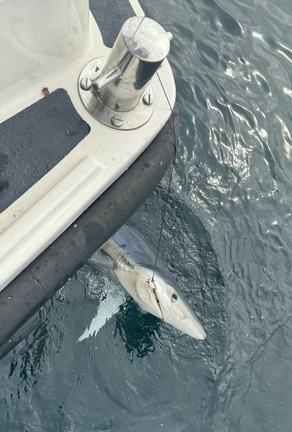 Opportunity Charters Plymouth South West UK Bluefin Tuna Sports Fishing - Shark Fishing from our Workboat Charlie Boy