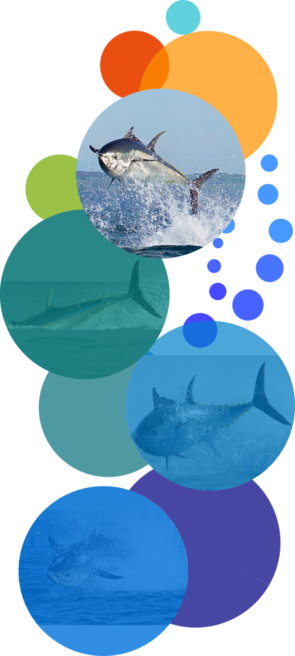Opportunity Charters South West UK Plymouth Bluefin Tuna Sports Fishing - Bluefin Tuna Bubbles