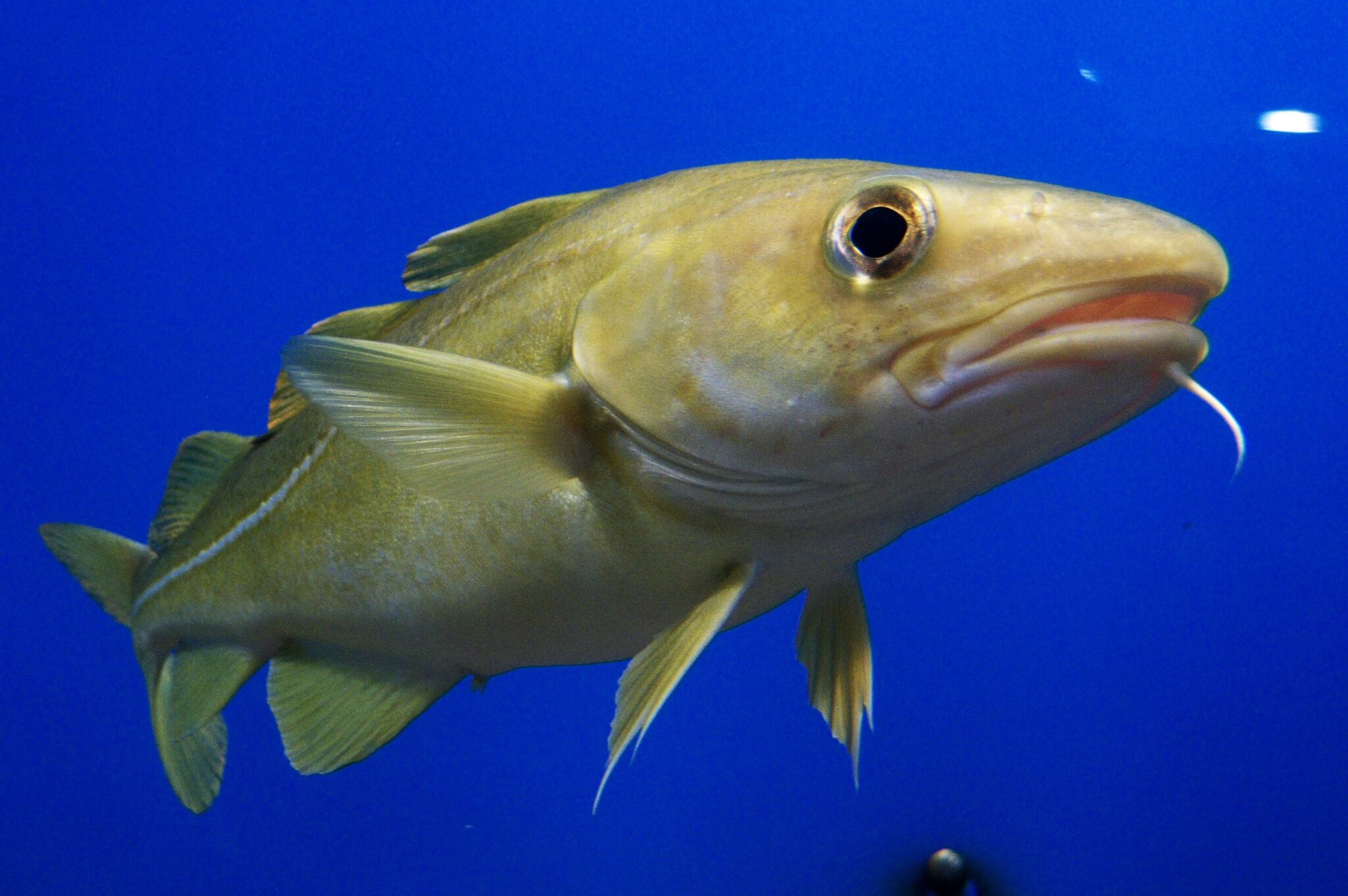 Opportunity Charters South West UK Plymouth Bluefin Tuna Sports Fishing - Cod Hero Image