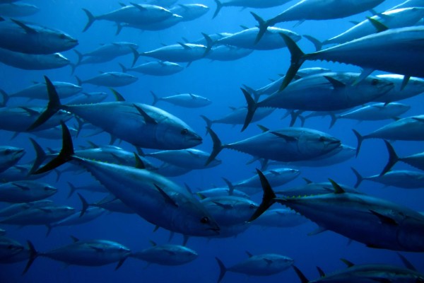 Opportunity Charters Bluefin Tuna Fishing Charter Card Image