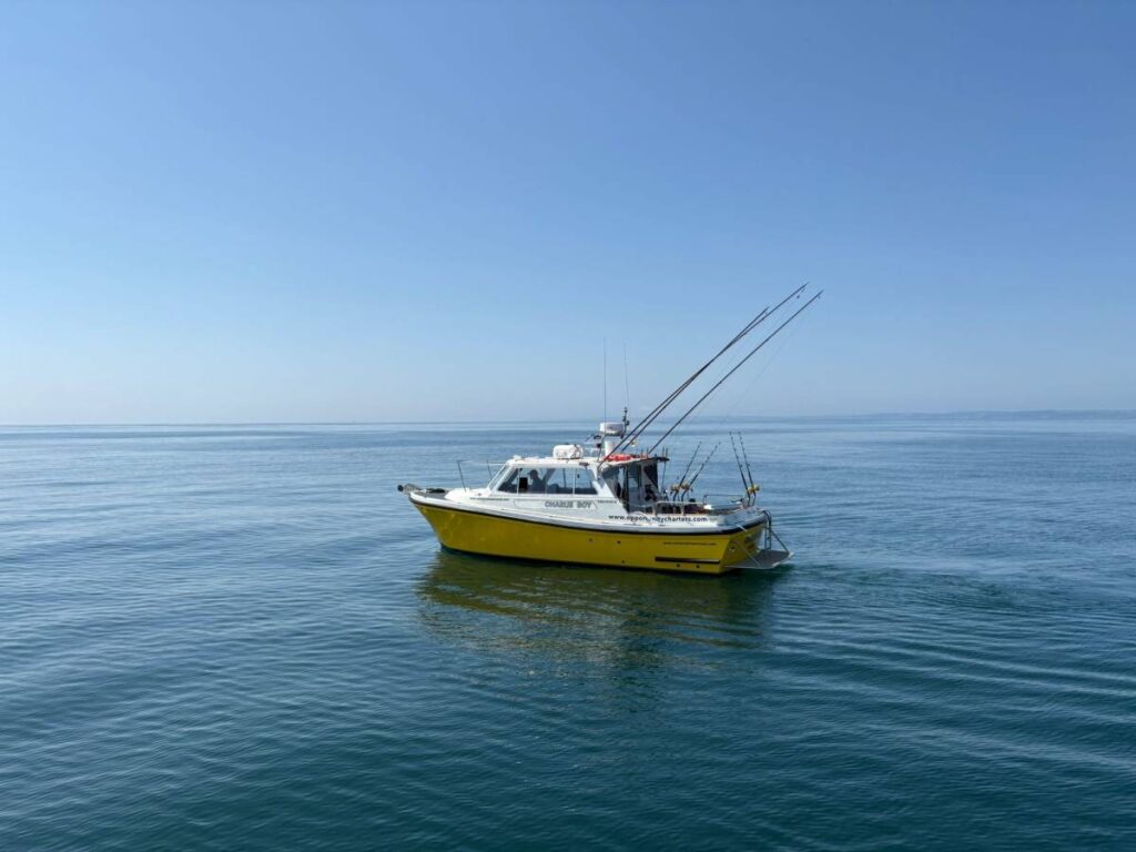 Bluefin Tuna Fishing Plymouth Opportunity Charters Charlie Boy at sea catching Bluefin Tuna
