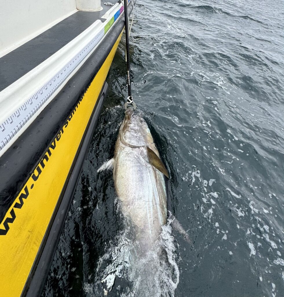 Tuna caught with Opportunity Charters August 2025