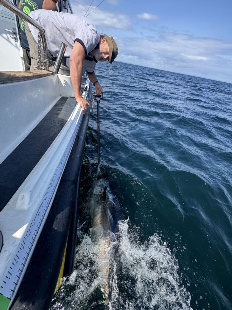 Catching Tuna caught with Opportunity Charters August 2025