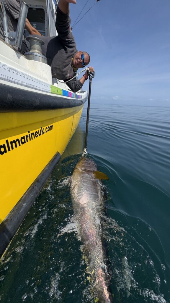 Blue Fin Tuna caught with Opportunity Charters August 2025