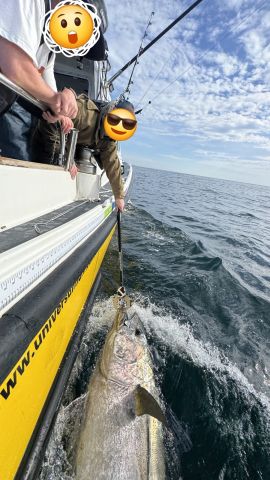 Catching Tuna with Opportunity Charters UK