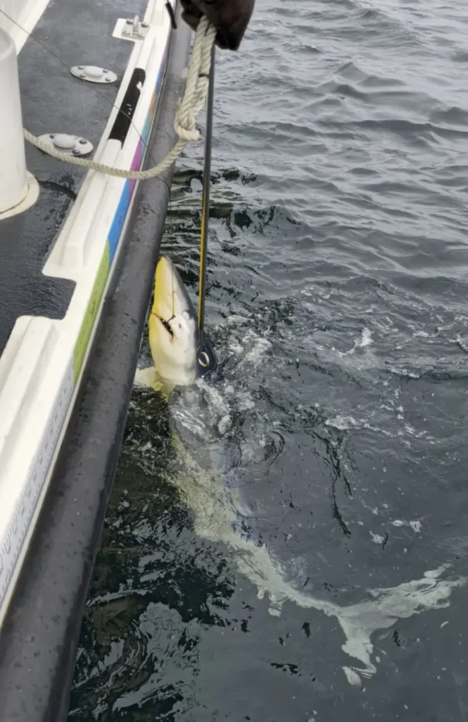 Big shark being caught and released fishing charter Opportunity Charters