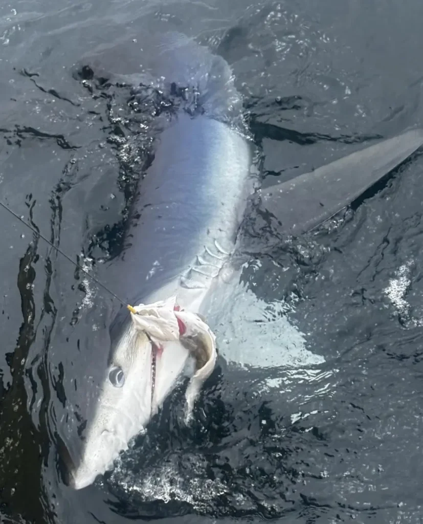 Blue Shark caught and released in Devon UK with Opportunity Charters Fishing Trips the best chark fishing charter