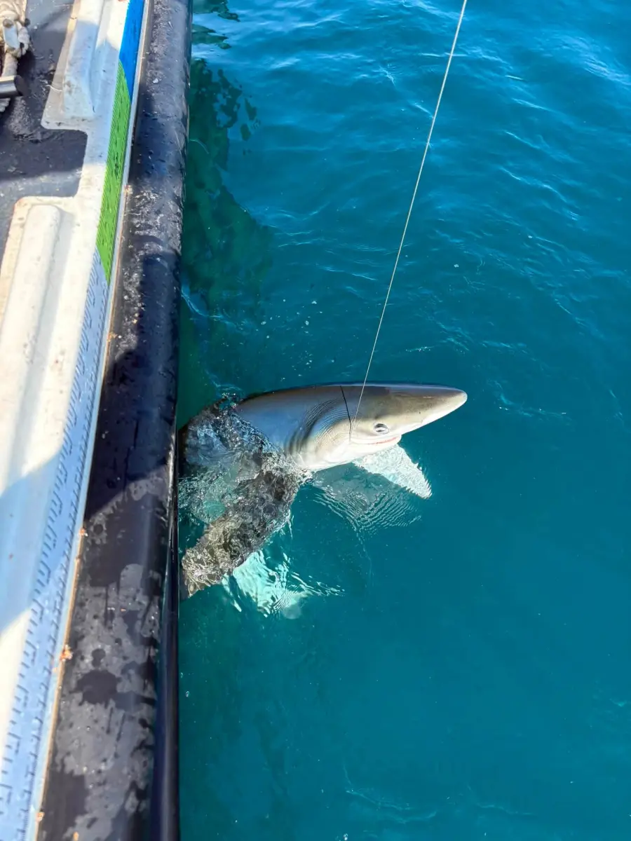 Sharks Biting!