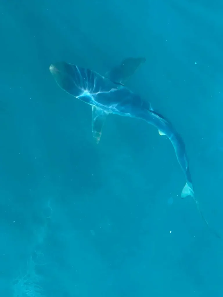 Blue shark fishing with Opportunity Charters shark under surface Devon