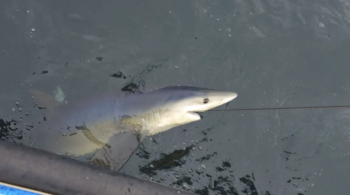 Great Shark Fishing in Devon