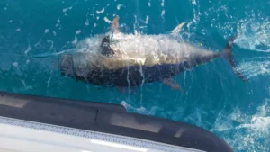 Best Bluefin Tuna Charter Opportunity Charters Devon Cornwall