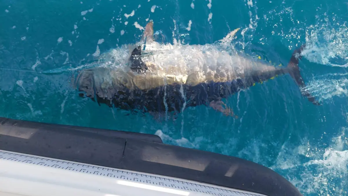 5 foot Bluefin Tuna!