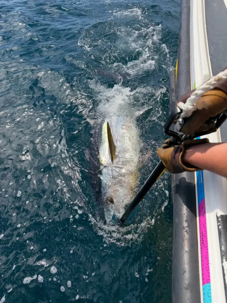 Big Bluefin Tuna 2 caught by Opportunity Charters from Plymouth Devon on Charlie Boy August 2026