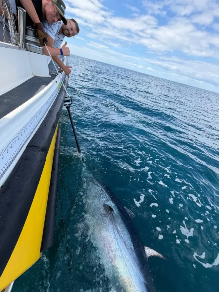 Big Bluefin Tuna caught by Opportunity Charters from Plymouth Devon on Charlie Boy August 2026