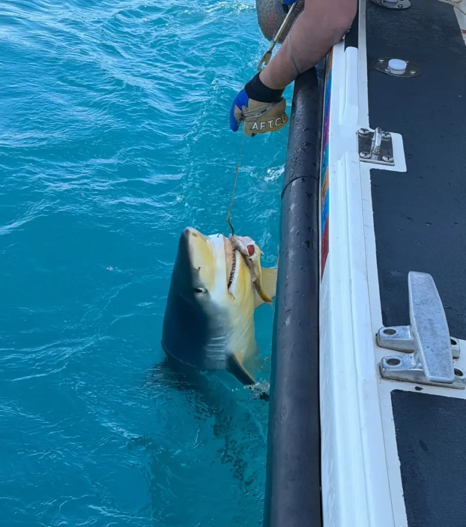 Big Shark caught by Opportunity Charters from Plymouth Devon on Charlie Boy August 2026