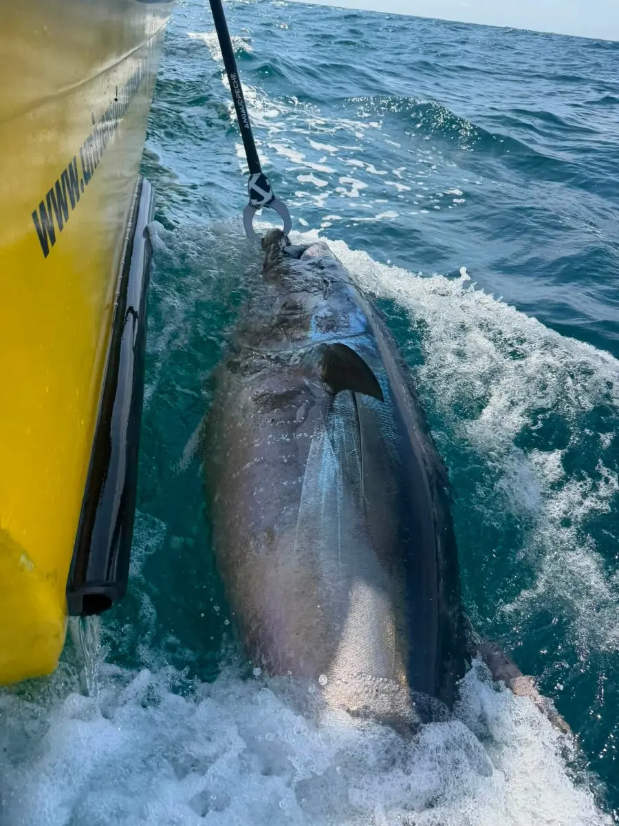 Latest Bite – Tuna over 7 feet long !