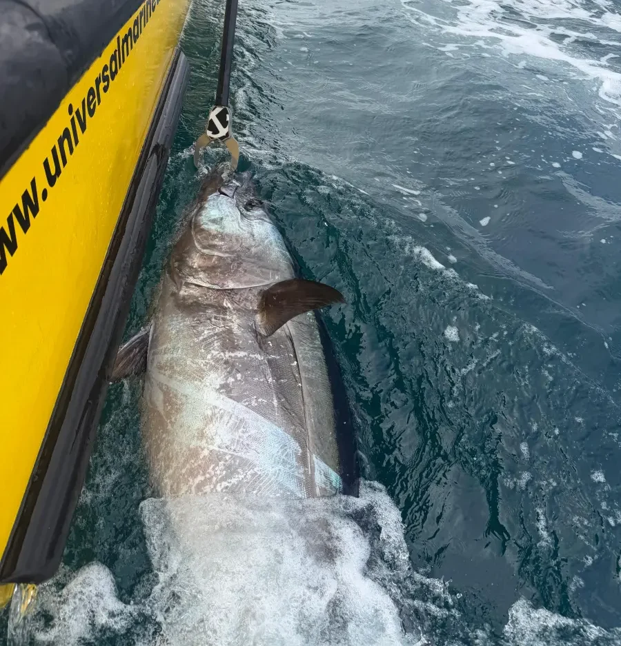 Bluefin Tuna caught by Opportunity Charters Devon Cornwall 2026
