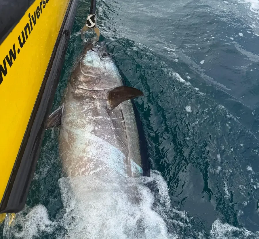Bluefin Tuna caught by Opportunity Charters Devon Cornwall 2026