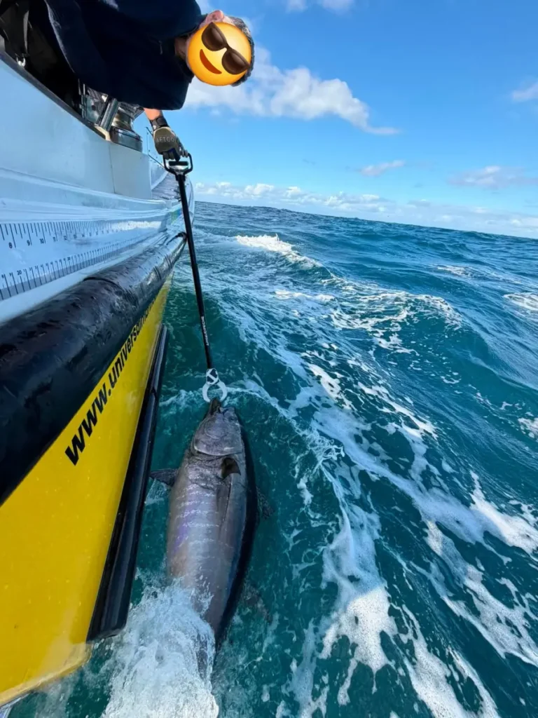 Bluefin Tuna caught by Opportunity Charters Devon Cornwall