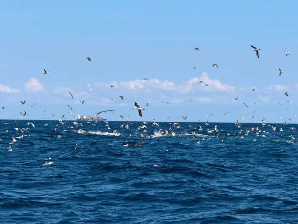Bluefin Tuna feeding frenzy Devon Cornwall coast taken by Opportunity Charters Tuna Fishing Trips