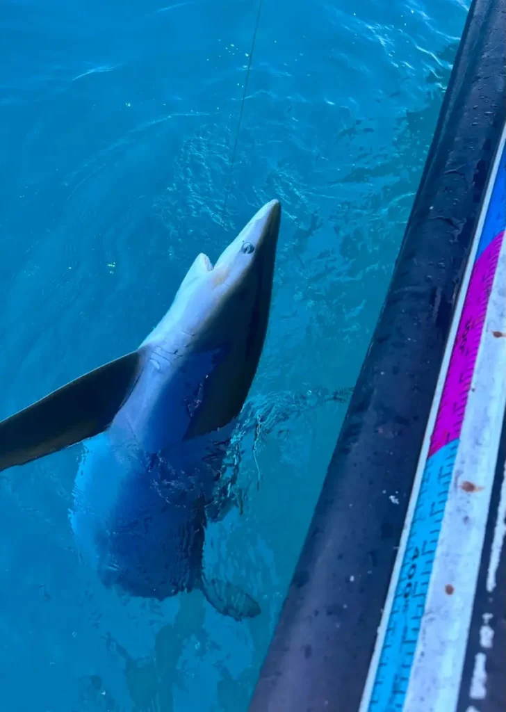Catching Shark with Opportunity Charters