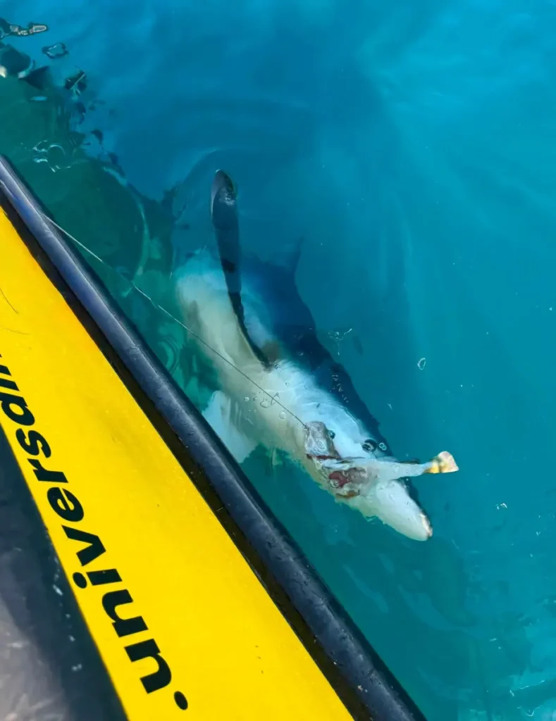 Catch and Release fishing for Blue Shark with Opportunity Charters
