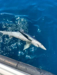 Blue Shark Opportunity Charters Angling trips