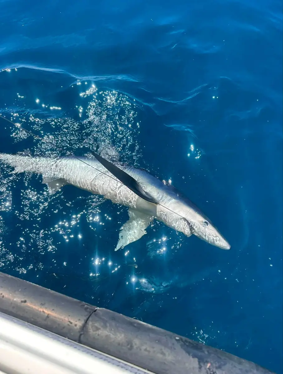 Great month for Shark Fishing!