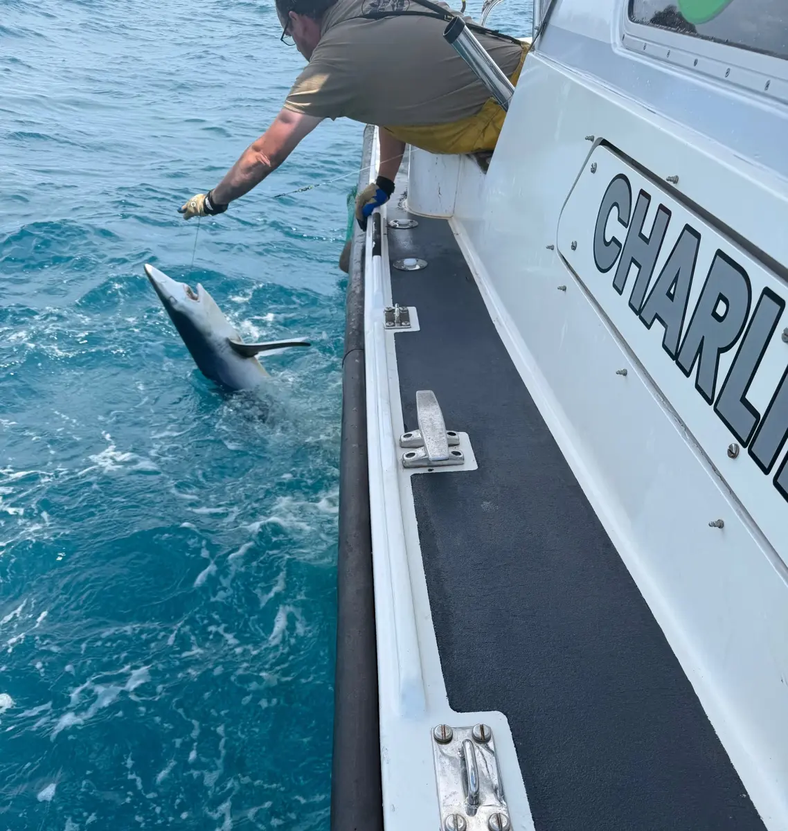 August 2026 Shark Fishing