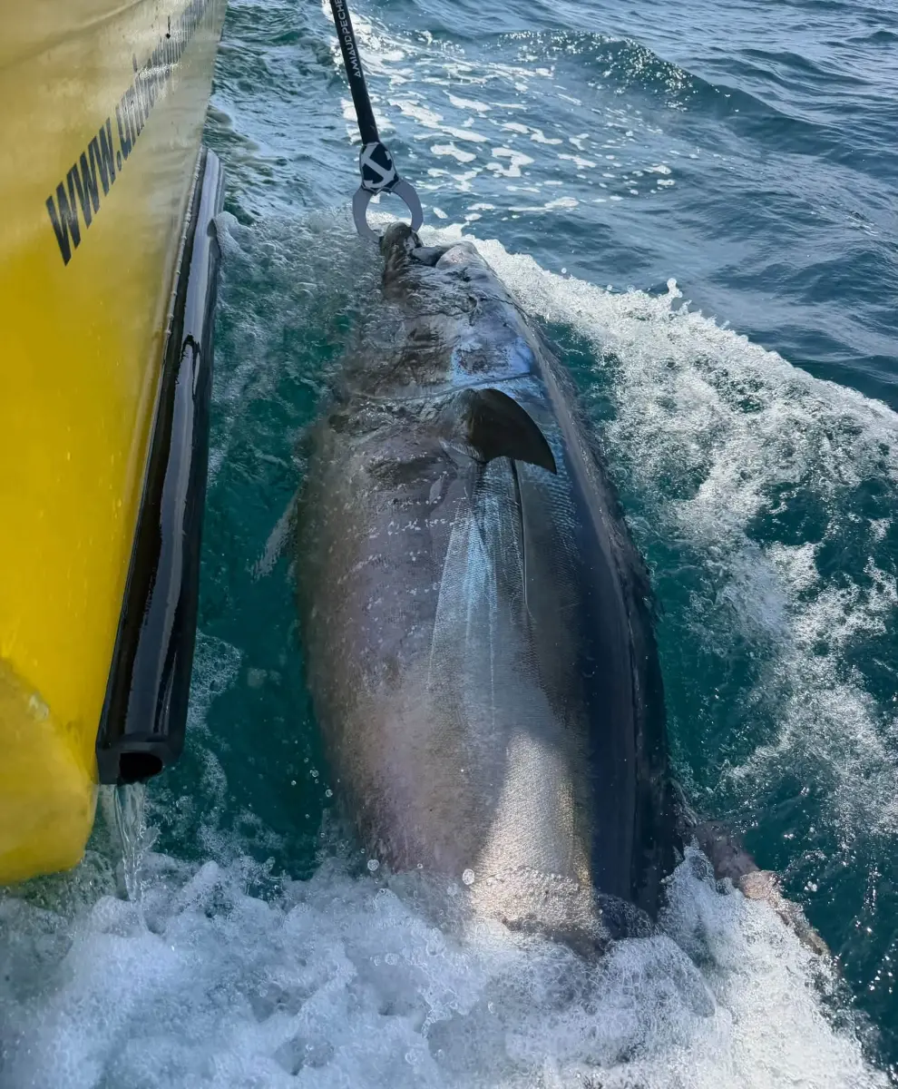 September Tuna action!