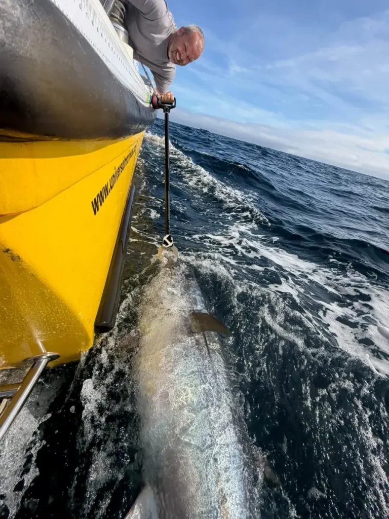 Giant Tuna cuaght with Opportunity Charters Plymouth Devon South West