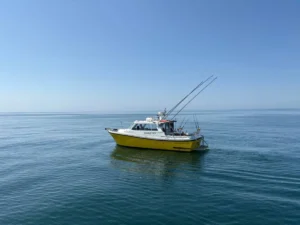 Bluefin Tuna Fishing Plymouth Opportunity Charters Charlie Boy at sea catching Bluefin Tuna