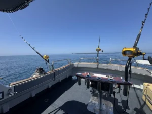 Opportunity Charters Charlie Boy working at sea for a successful day fishing and catching Bluefin Tuna