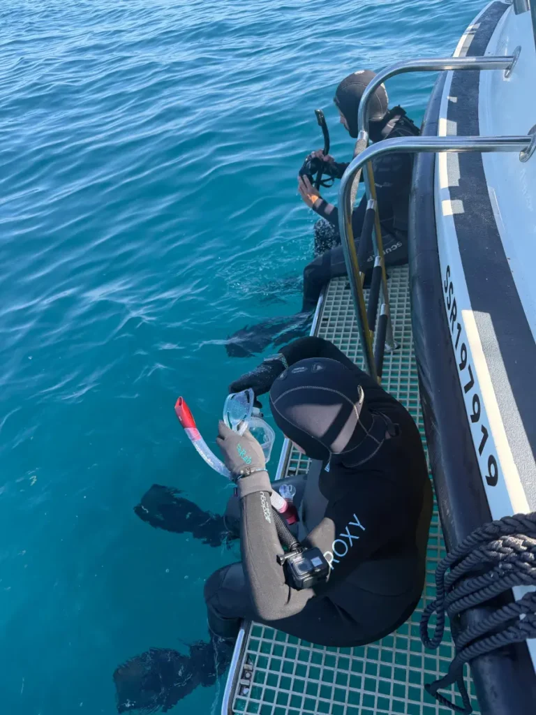 Snorkelling with sharks with Opportunity Charters and Plymouth Marine Safari