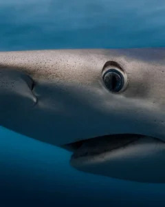 Swimming with sharks with Opportunity Charters and Plymouth-UK Marine Safari