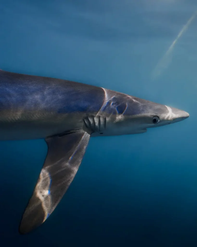 Swimming with sharks with Opportunity Charters and Plymouth UK Marine Safari